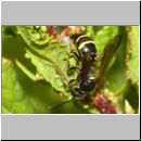 Argogorytes mystaceus - Ragwurz-Zikadenwespe 09.jpg